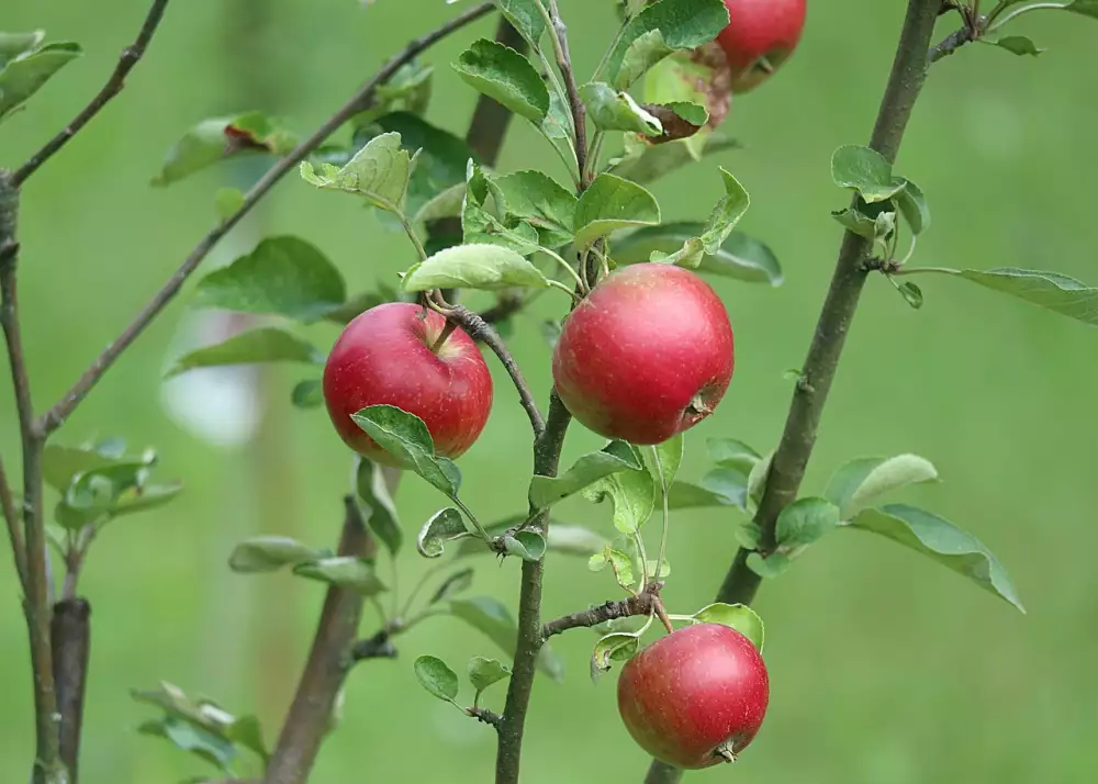 Ketonová Dieta Jídelníček Na Týden