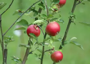 Ketonová Dieta Jídelníček Na Týden