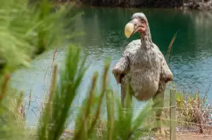 Dodo Nemoc